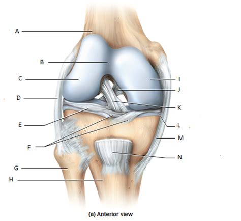Drag the labels onto the diagram to identify the tissues and structures. Knee Joint Label flashcards | Quizlet