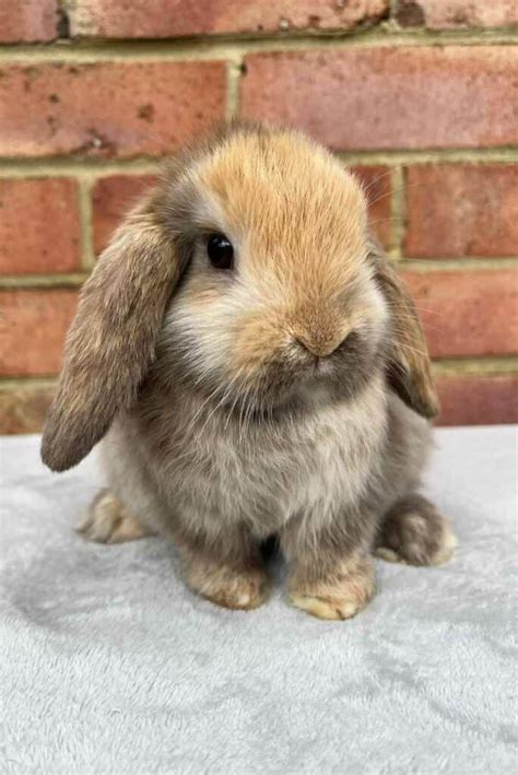Mini Lop Rabbit Appearance Lifespan Temperament Care Sheet
