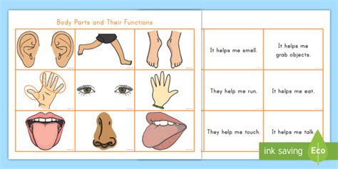 Body Parts And What They Do Matching Cards