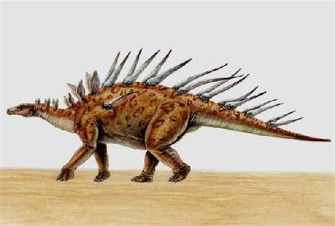 What dinosaur has spikes on its back and tail? Kentrosaurus Dinosaur Pictures - pictures of kentrosaurus