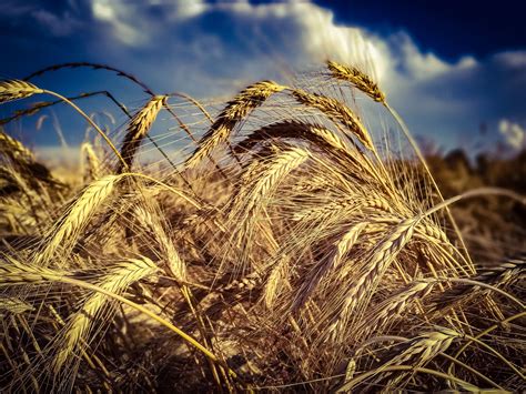 3840x2880 Agriculture Bread Cereal Countryside Crop Cropland
