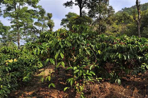 India is the 6th largest country in the world that grows coffee. Top 10 Major Coffee and Tea Plantation Regions in India | Pakistan Defence