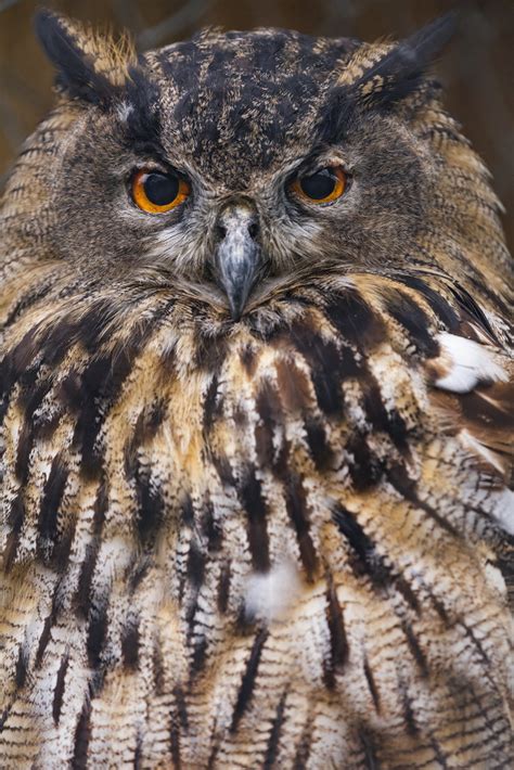 Eurasian Eagle Owl Close Portrait Of An Eurasian Eagle Owl Tambako