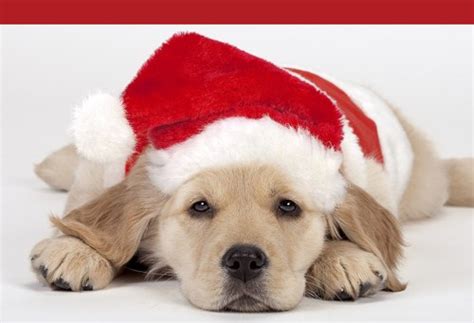Cute And Funny Pictures Of Animalschristmas 7