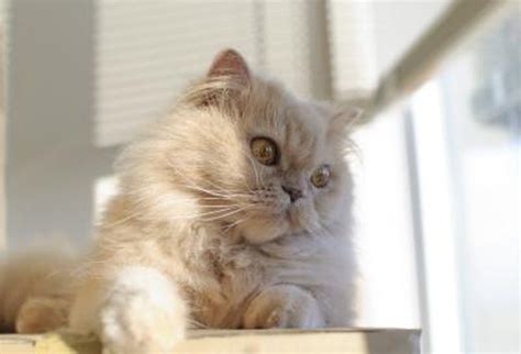 Check spelling or type a new query. Life Expectancy of a Feline with Kidney Disease | Cuteness
