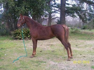 Check spelling or type a new query. Pin on American Saddlebred