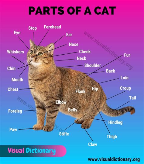 Cat Anatomy Interesting List Of 34 External Parts Of The Cat Visual