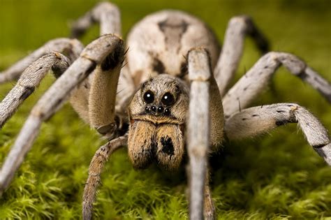 Wolf Spider Facts Wolf Spider Control Terro