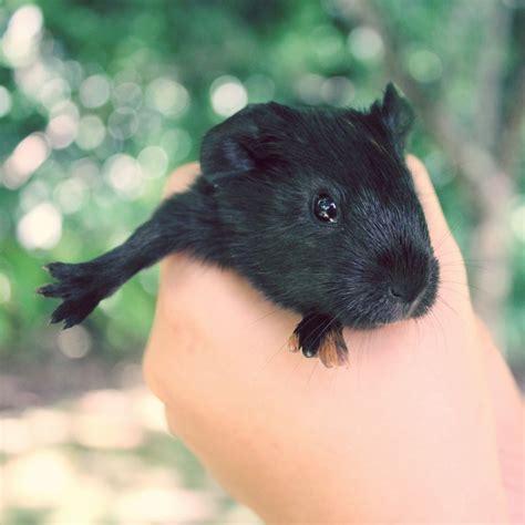 Pin On Baby Guinea Pigs