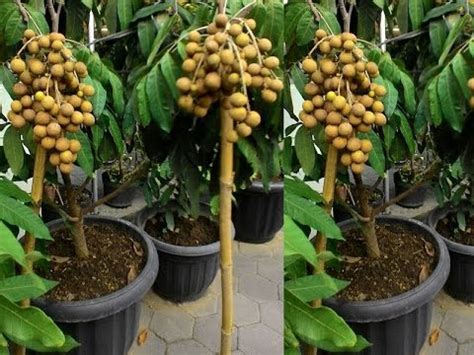 Buahnya bisa tumbuh di mana saja, namun lebih baik ditanam di dataran rendah untuk proses pertumbuhan yang lebih cepat. 8 Tips Cara Agar Tanaman Cepat Berbuah - TUKANG TAMAN SURABAYA