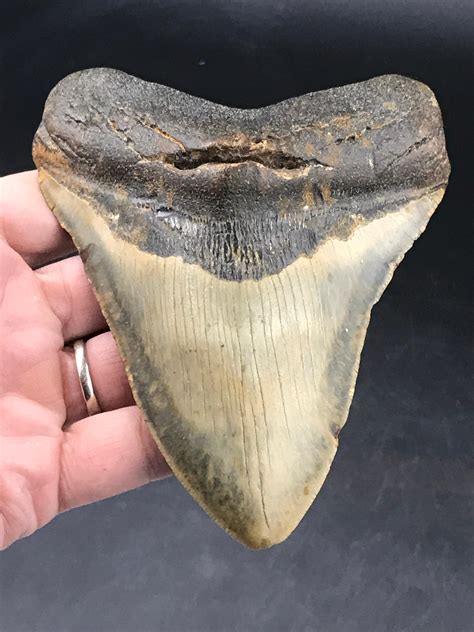Lot Megalodon Tooth Fossil Natural Collectible Specimen Shark