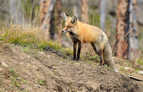 Warcrimesimulator North American Red Fox Vulpes Fulva William