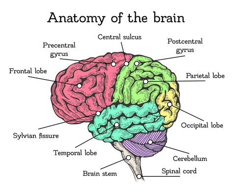 Main Parts Of The Pound Human Brain CogniFit