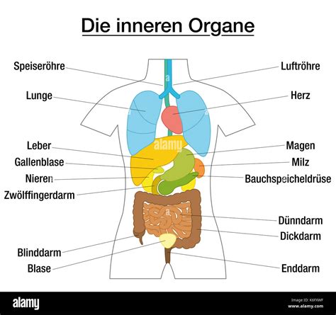 Innere Organe Schematische Diagramm Mit Farbigen Organe Und