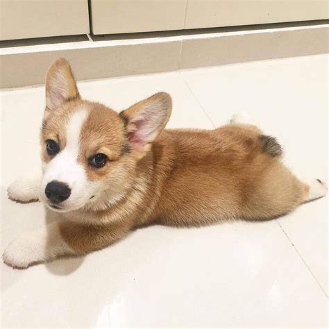 The corgipoo is a designer breed created through the cross of the welsh corgi and the poodle breed. Welsh Corgi Puppies For Sale | Missouri City, TX #241733