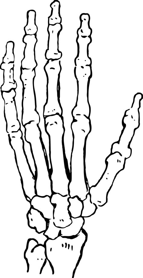 Skeleton Arm Bones Drawing Sketch Coloring Page