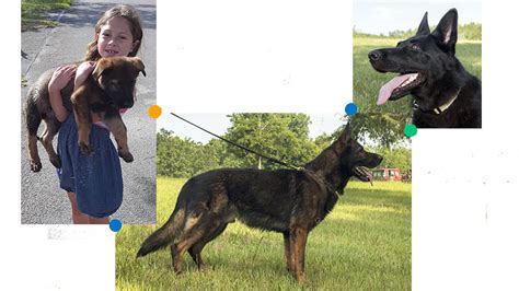 Both parents are family orientated dogs. Alabama Canine | Pure-bred German Shepherds - German ...