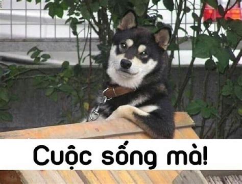 Hình ảnh Meme Hài Hước ảnh Chế Meme Vui Nhộn Bá đạo Metavn Nông Trại Vui Vẻ Shop