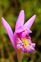 Free photo: Wild Orchids - Blooming, Flower, Fragrance - Free Download ...
