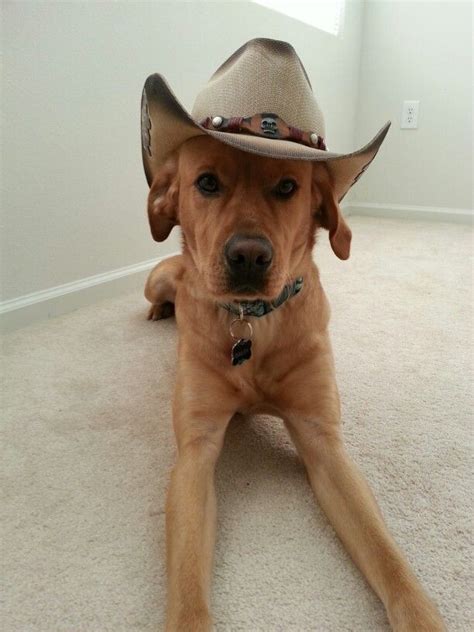 Cow Dog Bailey Cowboy Hats Cow Cowboy