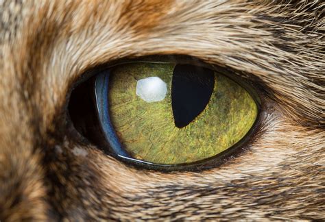 The term cat eyes has entered popular culture as more than just the cat's means of sight. drawing tutorial