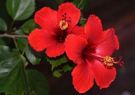 Los hibiscos son plantas bonitas que producen algunas de las flores más reconocibles. Hibiscus rosa-sinensis: Características, propiedades ...