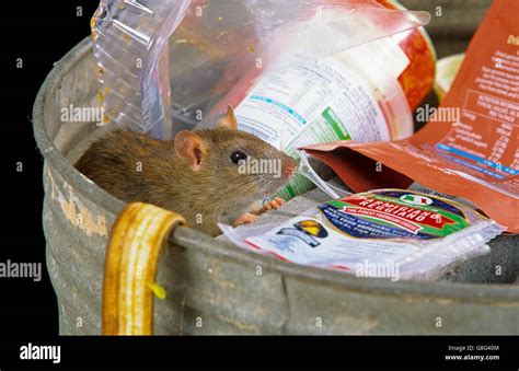 Brown Rats Rattus Norvegicus Taking Advantage Of Discarded Food Near