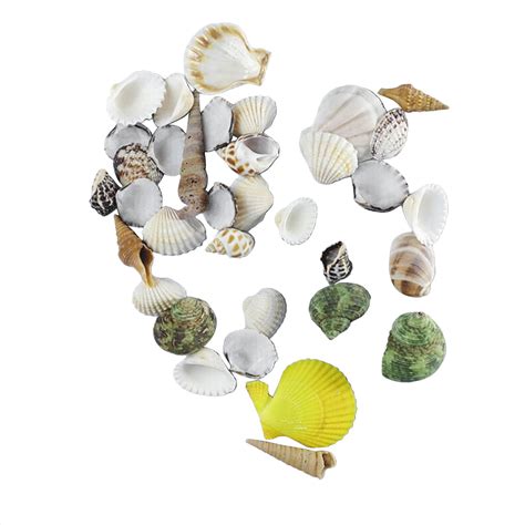 500g Seashells Mixed Ocean Beach Seashells Natural Colorful Seashells
