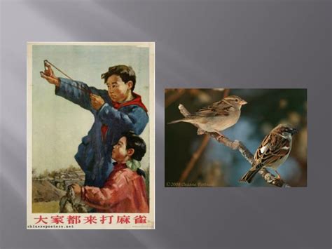 Ppt Kill A Sparrow Campaign Four Pests Campaign Powerpoint