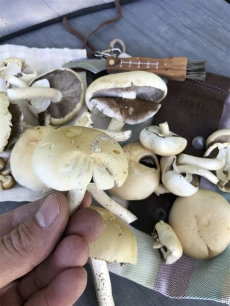 Id Help Wicked Cool Mushroom Identifying Mushrooms Wild Mushroom