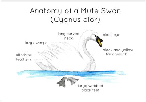 Anatomy Of A Mute Swan Flashcards By Teach Simple