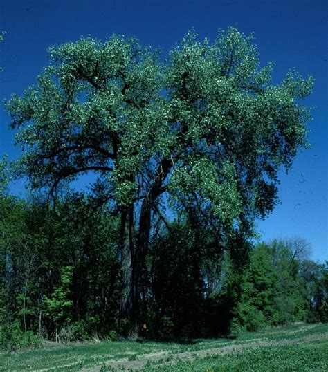 Cottonwood Trees Of Manitoba · Inaturalist