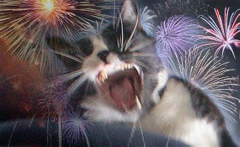 Fireworks And Pets How To Keep Them Safe The Hi Lo