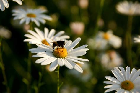 2560x1440 Wallpaper White Daisy Peakpx