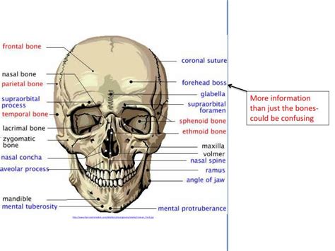 PPT - Bones of the Body: The Skull PowerPoint Presentation - ID:2282855