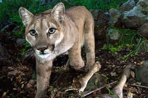 Un Puma De Norteamérica Ha Sido Declarado Oficialmente Extinto Te Importa