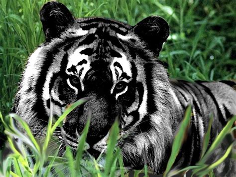 Black Tiger Majestic Animals Rare Animals Animals And Pets Funny