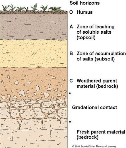 Geology Soil Formation Ap Environmental Science
