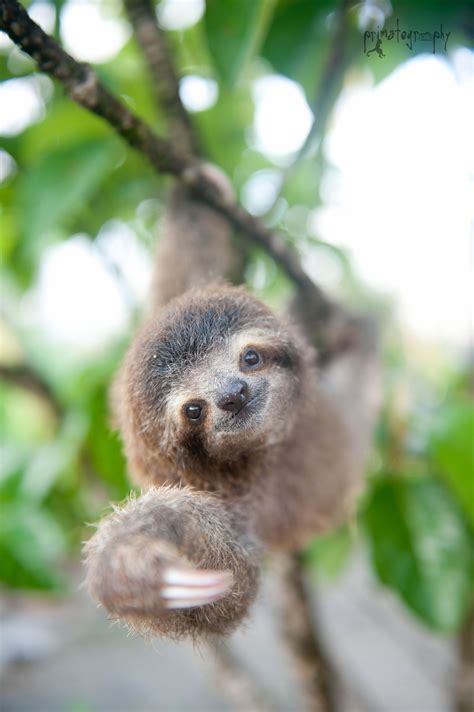 Adopt A Sloth In Costa Rica With The Sloth Institute Animals Cute