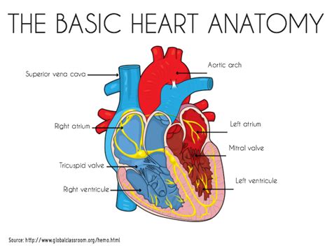 Basic Anatomy Of The Heart Anatomical Charts And Posters