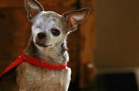 Welcome to a page all about the best dog breed in the world! Chihuahua Life Expectancy | PETSIDI