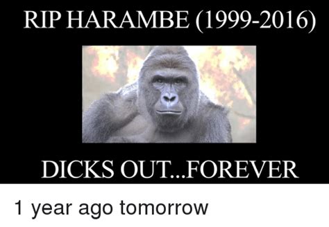Rip Harambe 1999 2016 Dicks Out Forever Dicks Meme On Sizzle