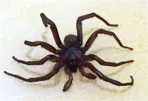 When an insect contacts the web. Funnel Web Spider, we believe, from Australia - What's ...