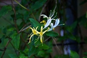 Is Honeysuckle Poisonous to Dogs? - Bush, Coral, Japanese