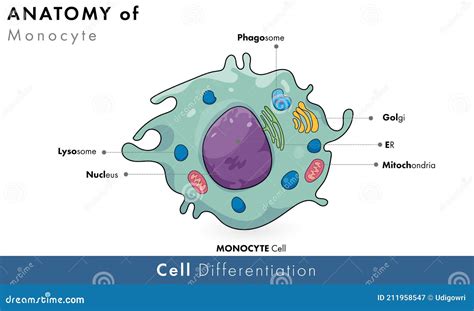 Human Monocyte Immune Cell Stock Vector Illustration Of Artwork