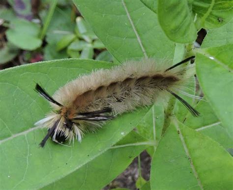 Fuzzy Brown Caterpillar Identification