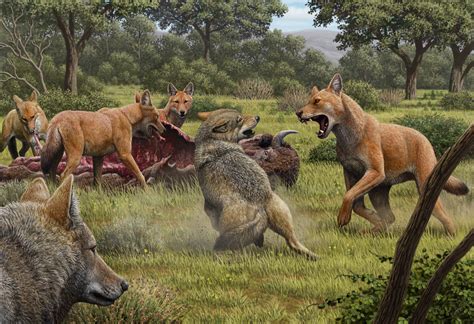 A Shocking New Study Of Dire Wolf Canis Dirus Dna Georgiabeforepeople