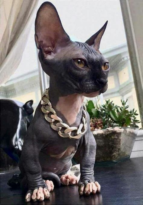 Pin By Taylor Koelling On Chat Cute Hairless Cat Sphynx Cat Spinx Cat