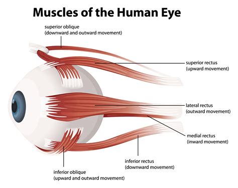 Human Eye Muscles Dallas Feldenkrais