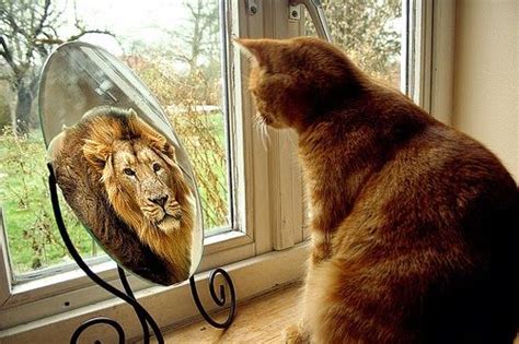 cat looking in mirror sees lion Google Search Coisas simples Peça e será atendido Imagens